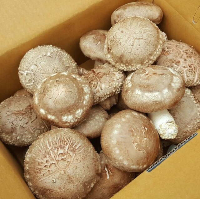 동강애,표고버섯 상(선물용) 2kg